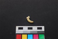 狗骨藏品圖，第2張