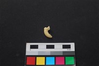狗骨藏品圖，第2張