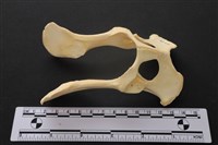 狗骨藏品圖，第2張