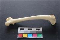 狗骨藏品圖，第2張