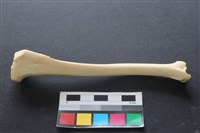 狗骨藏品圖，第2張