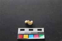 狗骨藏品圖，第1張