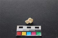 狗骨藏品圖，第2張
