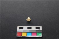 狗骨藏品圖，第2張