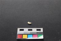 狗骨藏品圖，第2張