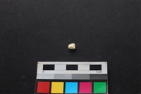 狗骨藏品圖，第2張