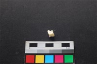 狗骨藏品圖，第2張