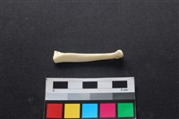 狗骨藏品圖，第2張