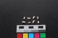 狗骨藏品圖，第2張