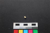 狗骨藏品圖，第2張