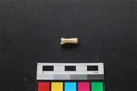 狗骨藏品圖，第2張