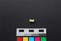 狗骨藏品圖，第2張