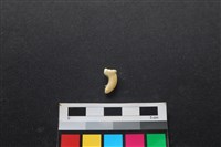 狗骨藏品圖，第2張