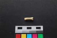 狗骨藏品圖，第2張