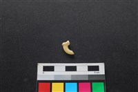 狗骨藏品圖，第2張