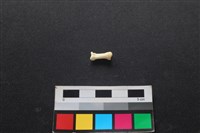 狗骨藏品圖，第2張