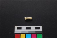 狗骨藏品圖，第2張