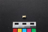 狗骨藏品圖，第1張