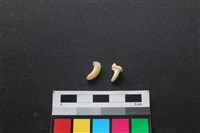 狗骨藏品圖，第1張