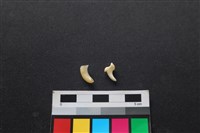 狗骨藏品圖，第2張