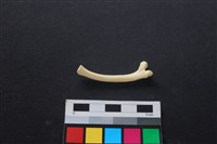 狗骨藏品圖，第2張