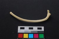 狗骨藏品圖，第2張