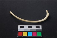狗骨藏品圖，第2張