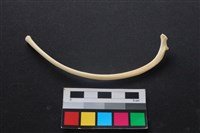 狗骨藏品圖，第2張