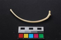 狗骨藏品圖，第2張