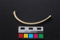 狗骨藏品圖，第1張