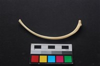 狗骨藏品圖，第2張