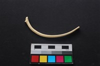 狗骨藏品圖，第1張