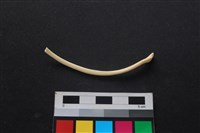 狗骨藏品圖，第2張