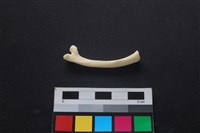 狗骨藏品圖，第2張