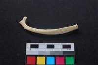 狗骨藏品圖，第2張