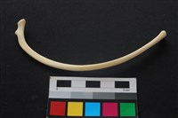 狗骨藏品圖，第2張