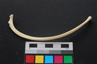 狗骨藏品圖，第2張