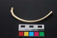 狗骨藏品圖，第2張