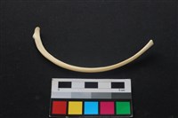 狗骨藏品圖，第2張
