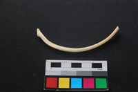 狗骨藏品圖，第2張