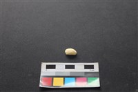 狗骨藏品圖，第2張