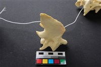 豬骨藏品圖，第2張