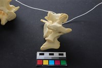 豬骨藏品圖，第3張