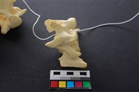 豬骨藏品圖，第4張