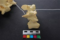 豬骨藏品圖，第4張