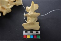 豬骨藏品圖，第4張