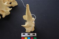 豬骨藏品圖，第4張