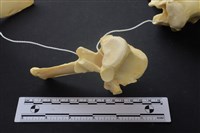 豬骨藏品圖，第3張