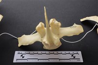 豬骨藏品圖，第4張