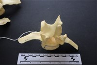 豬骨藏品圖，第3張